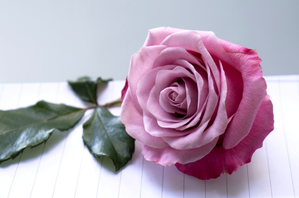 Roses pink purple scrapbooking page