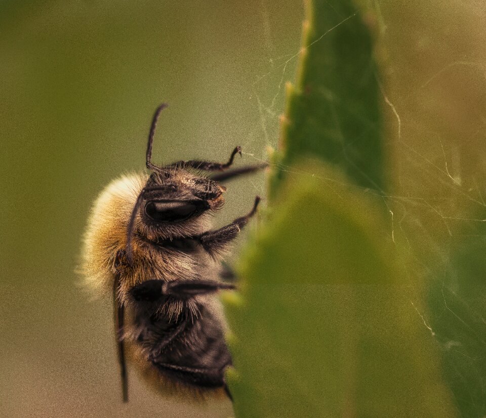 Insects nikon nature