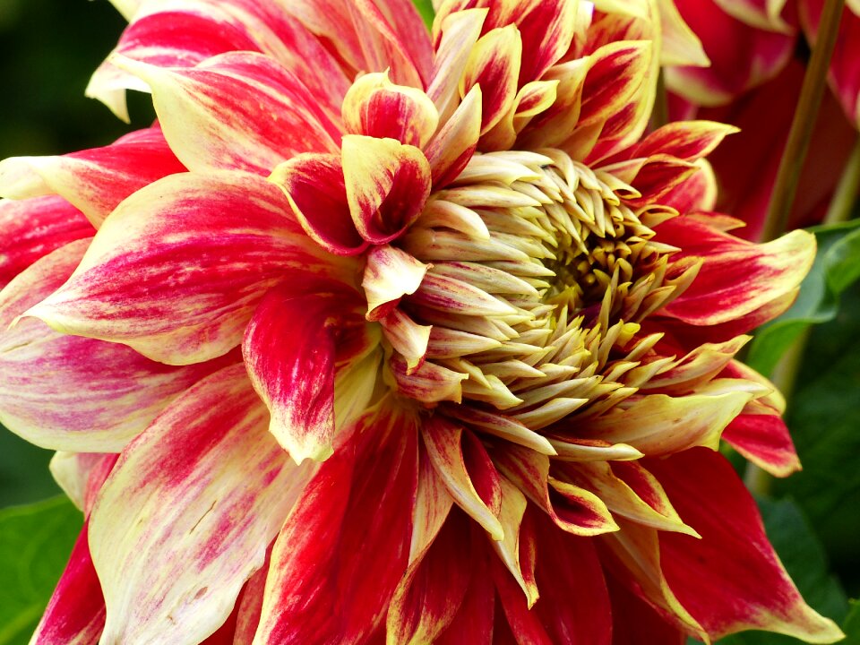 Closeup summer garden