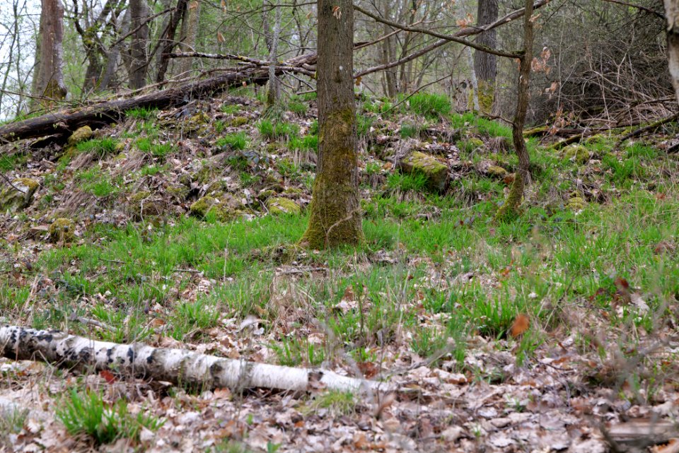 Taunus forest Ockstadt 2021-04-02 12