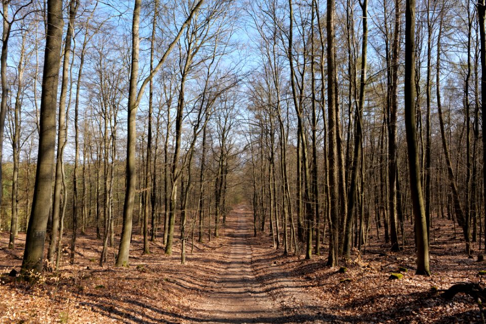 Taunus forest in Ober Rosbach 2021-04-02 38