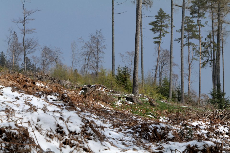 Taunus forest Oberstedten 2021-04-06 09