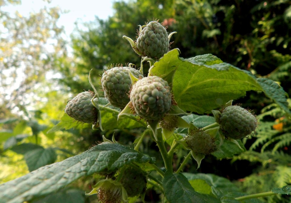 Summer rubus idaeus unripe fruits