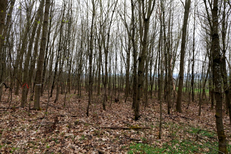 Taunus forest Ockstadt 2021-04-02 06