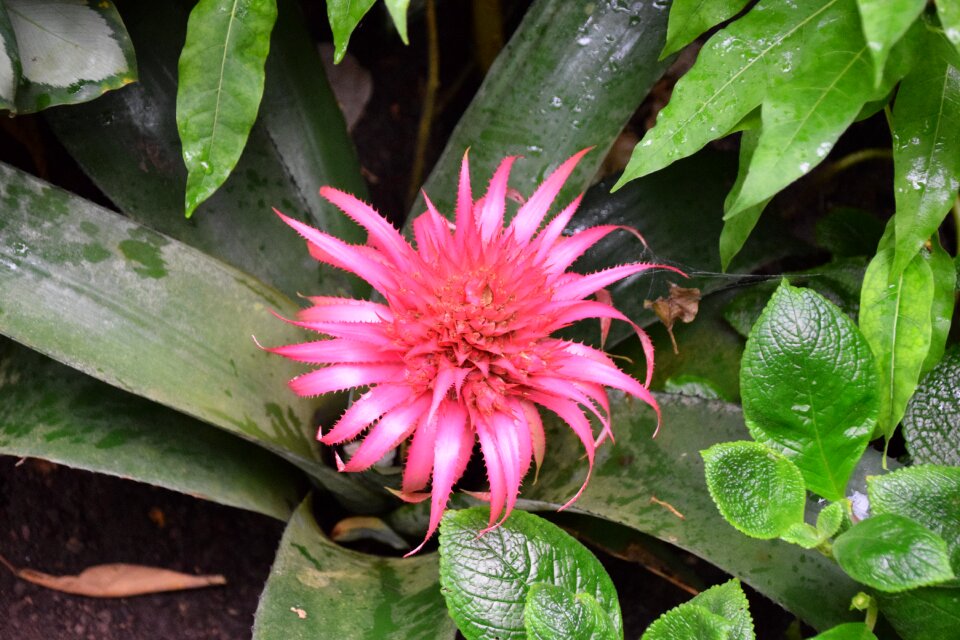 Gardens pink flowers nature