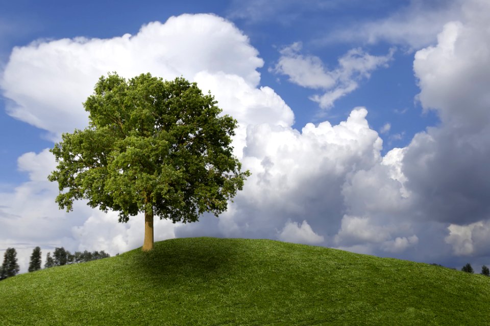The Tree Loves The Clouds (221120667)