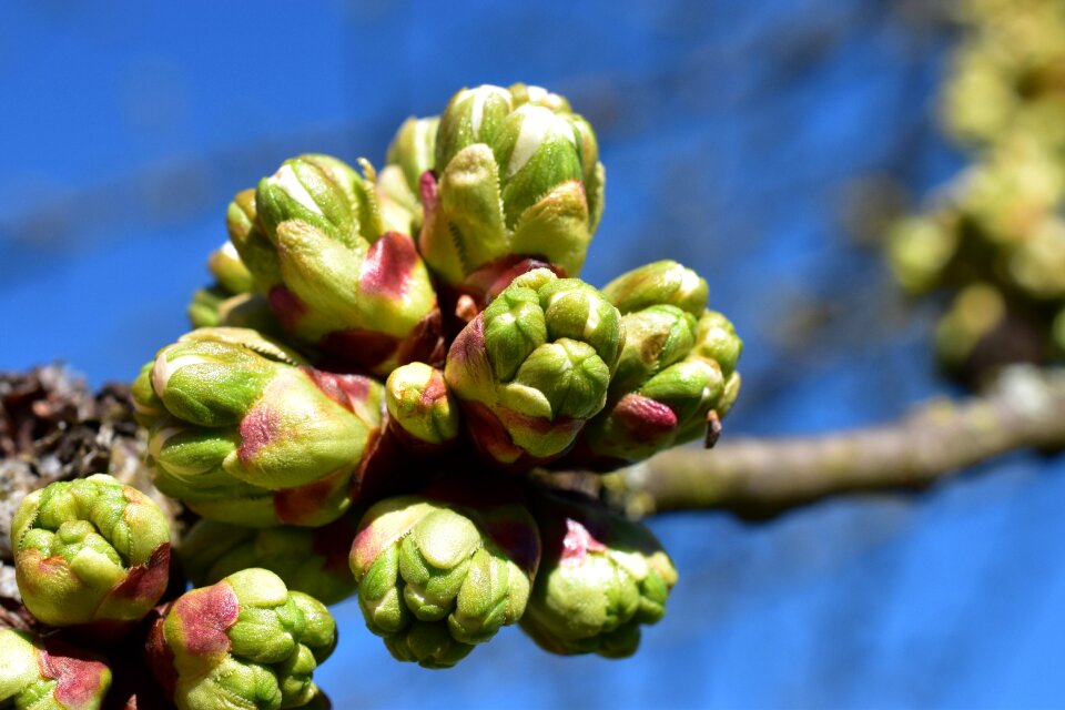 Plant tree food