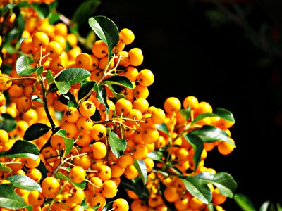 Plant garden nature