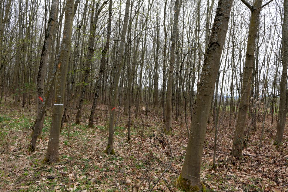 Taunus forest Ockstadt 2021-04-02 04