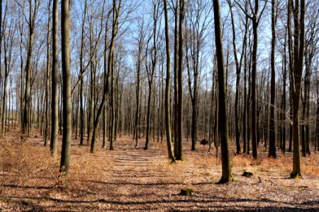 Taunus forest in Ober Rosbach 2021-04-02 23