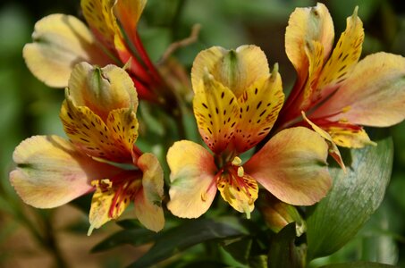 Flower plant bali