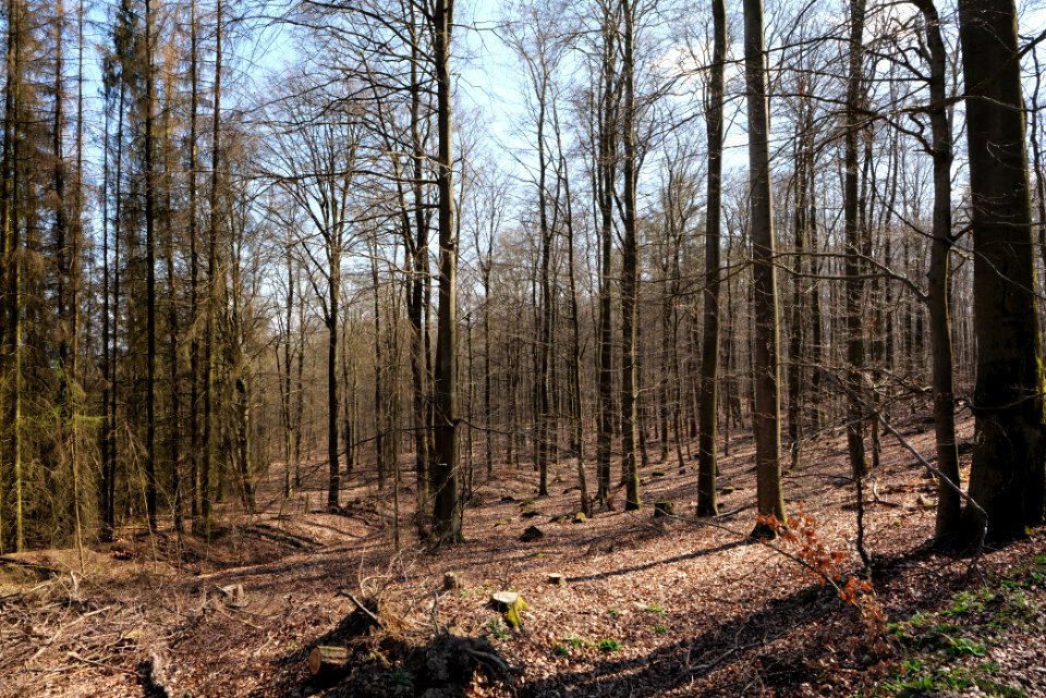 Taunus forest in Ober Rosbach 2021-04-02 37