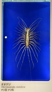 Thereuopoda clunifera - National Museum of Nature and Science, Tokyo - DSC07550