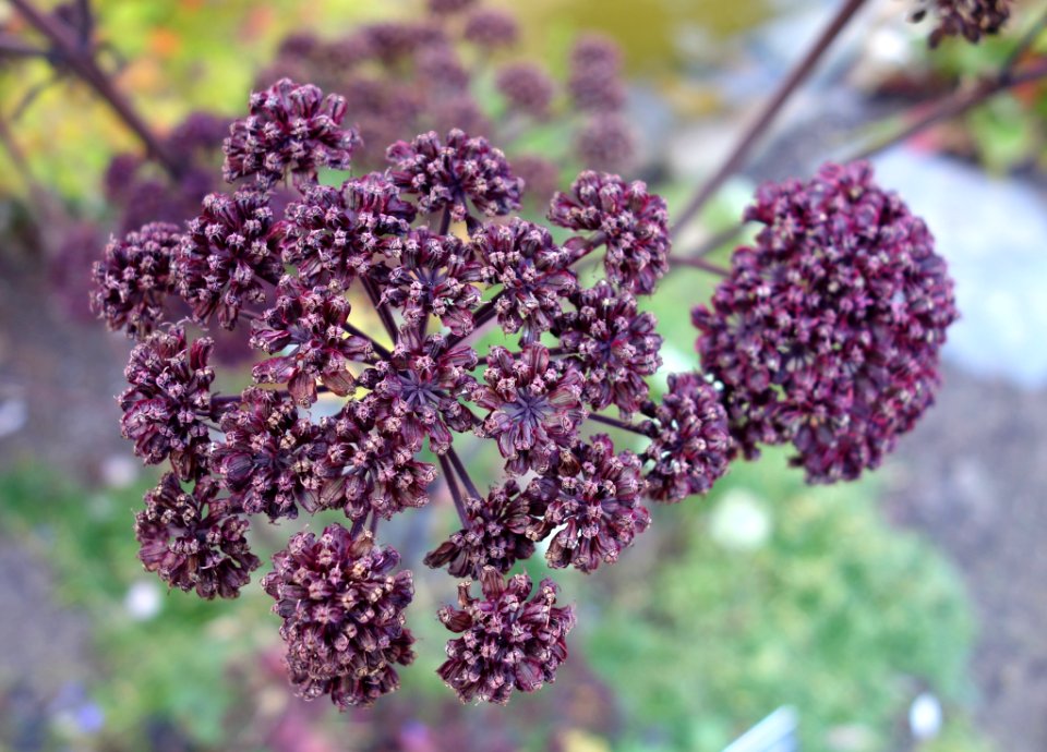 Thalictrum delavayi - Mendocino Coast Botanical Gardens - DSC02267