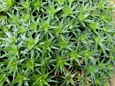Tapis de plantes exotiques