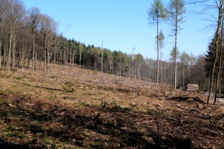 Taunus forest in Ober Rosbach 2021-04-02 19