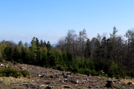 Taunus forest in Ober Rosbach 2021-04-02 26