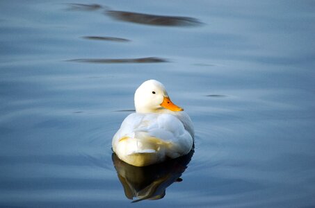 Mallard peking duck lake photo