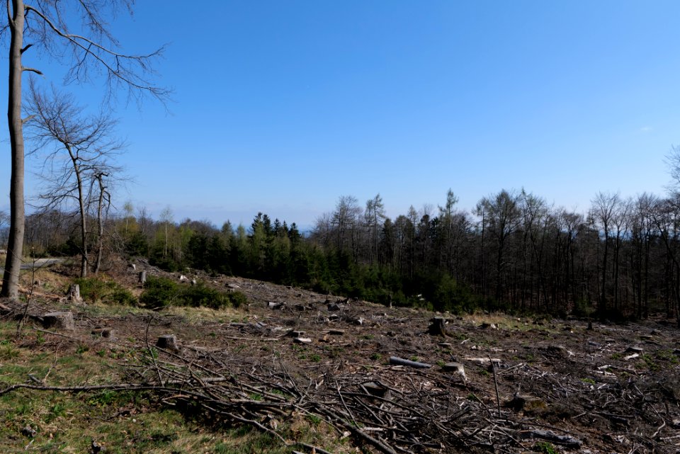 Taunus forest in Ober Rosbach 2021-04-02 25