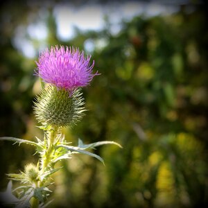 Wildflower thorn nature