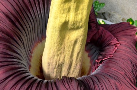 Titan Arum at Bayreuth University - Second Day 1