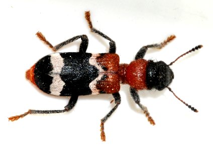 Thanasimus-formicarius-05-fws