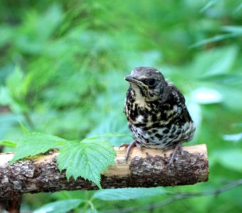 Turdus pilaris Oulu 20140613 02
