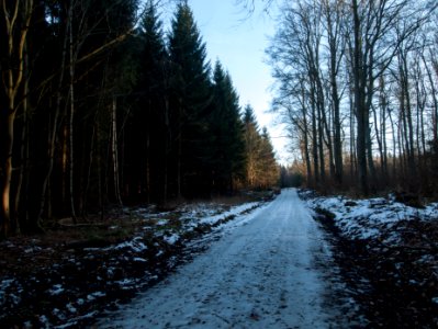 Todtenrode Wald Weg (6)