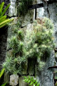 Tillandsia funckiana - Longwood Gardens - DSC01144