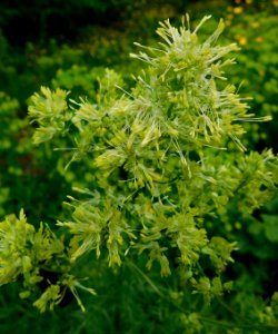 Thalictrum flavum 2