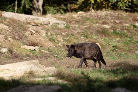Black canada animal portrait