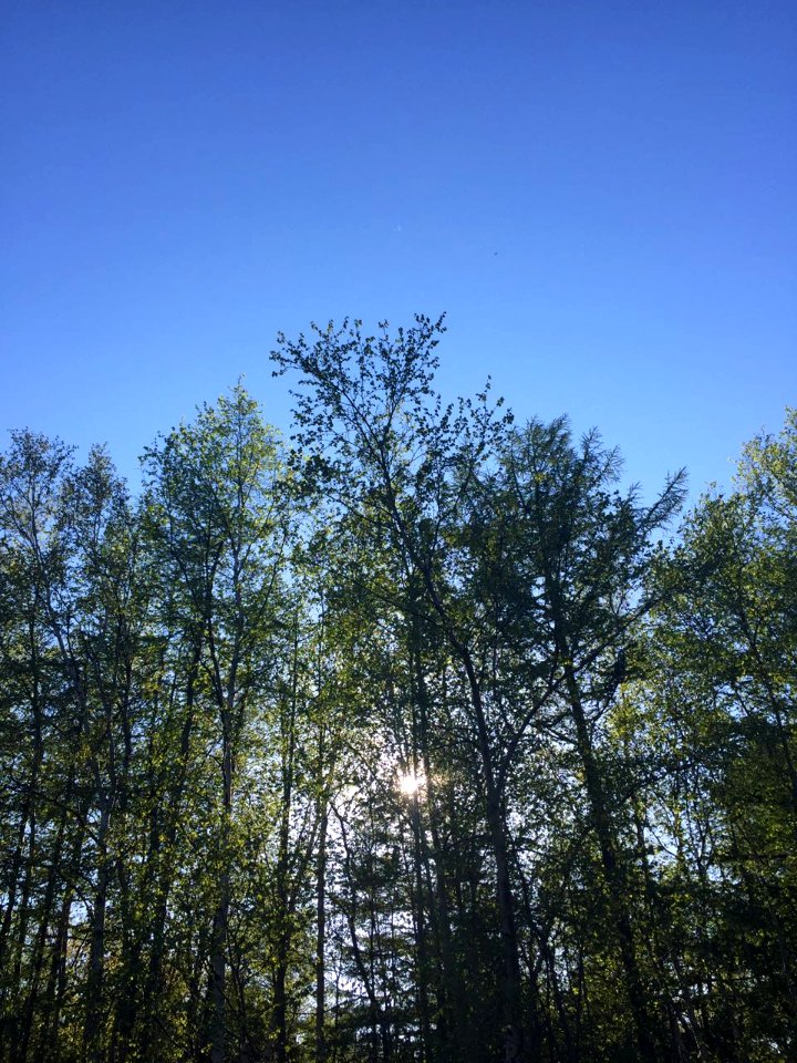 The sun behind the trees