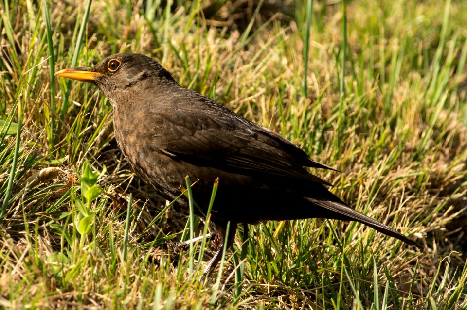 Turdus merula azorensis