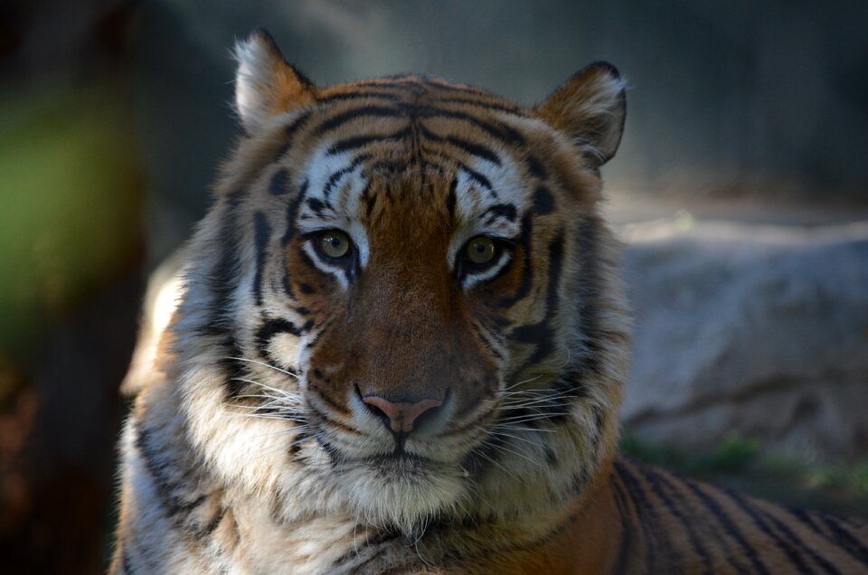Nature feline animal