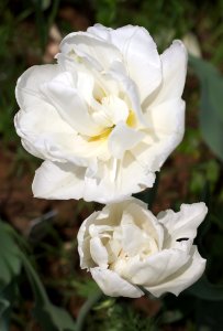 Tulipa 'Mondial' 2015 06
