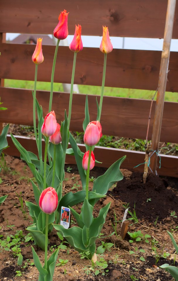 Tulipa 'El Nino', 'Pink Impression' 2015 01