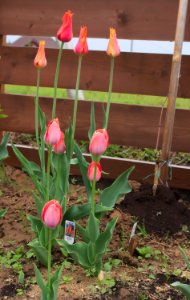 Tulipa 'El Nino', 'Pink Impression' 2015 01 photo