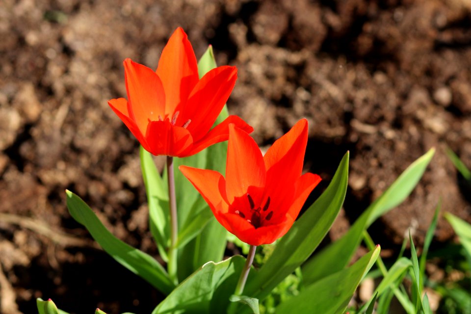 Tulipa 'Fusilier' 2016 05