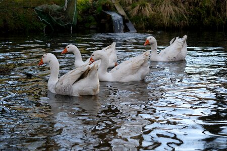 Nature lake goose