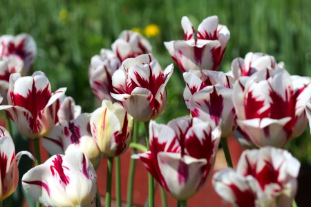 Tulipa 'Grand Perfection' 2017 07