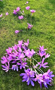 Flowers pink pink blossoms photo