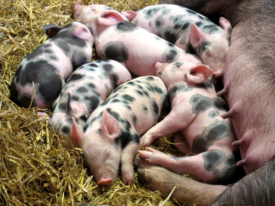 Livestock pink little
