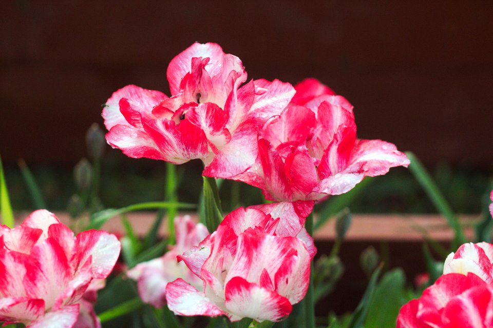 Tulipa 'Cartouche' 2017 07