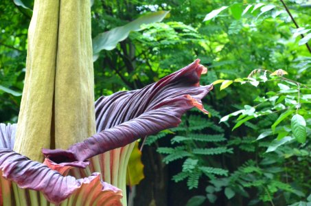 Titan Arum at Bayreuth University - Second Day 13