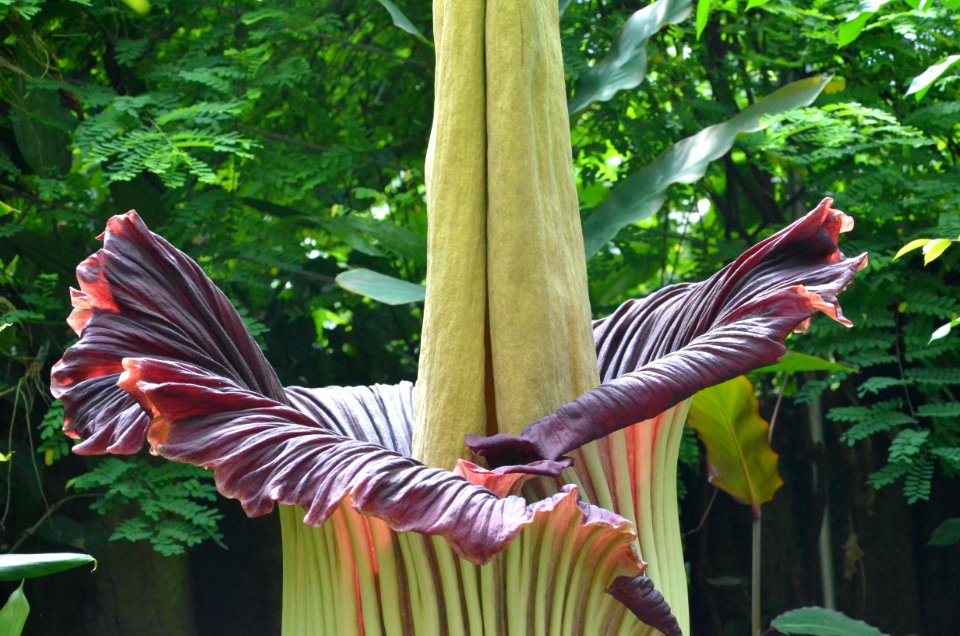Titan Arum at Bayreuth University - Second Day 11