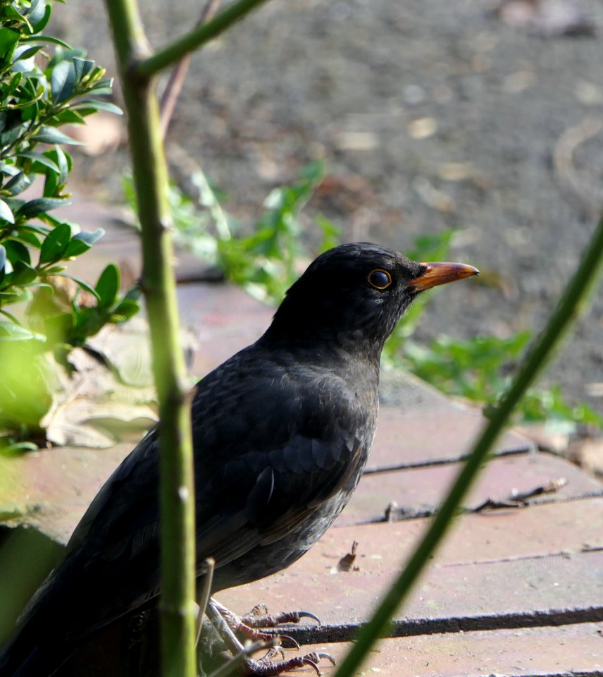 Turdus merula - Amsel, male, with nictitating membrane