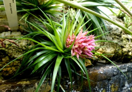 Tillandsia geminiflora - Lyman Plant House, Smith College - DSC01984