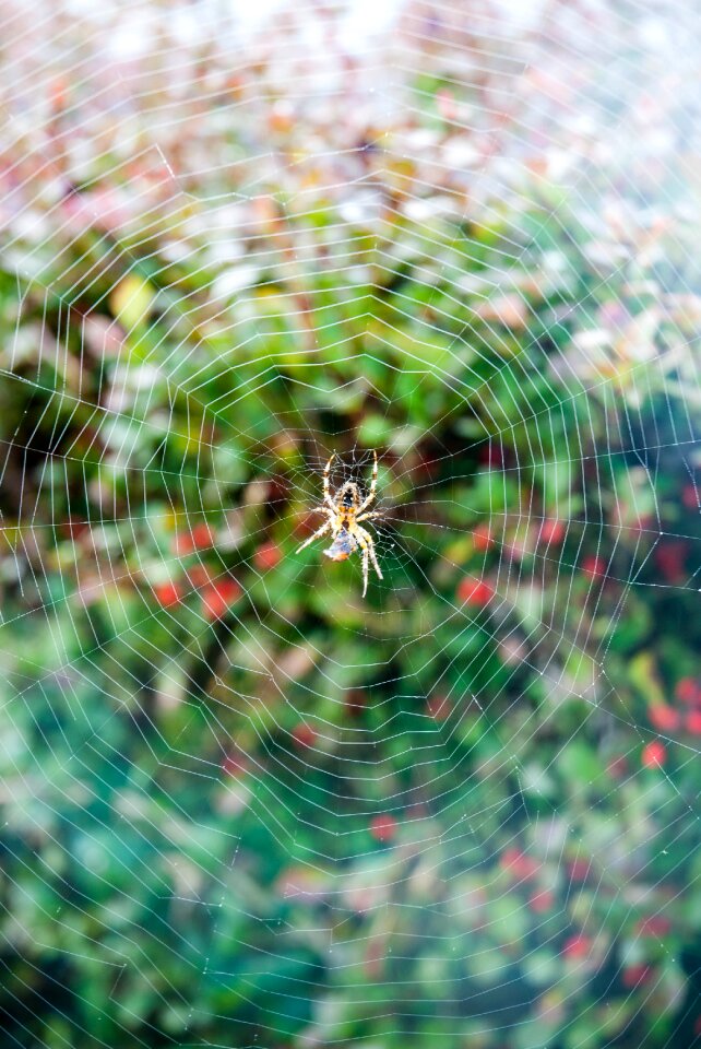 Spider web insect mosaic