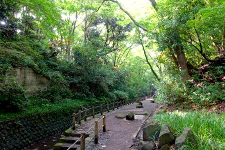 Todoroki Valley - Tokyo, Japan - DSC09460