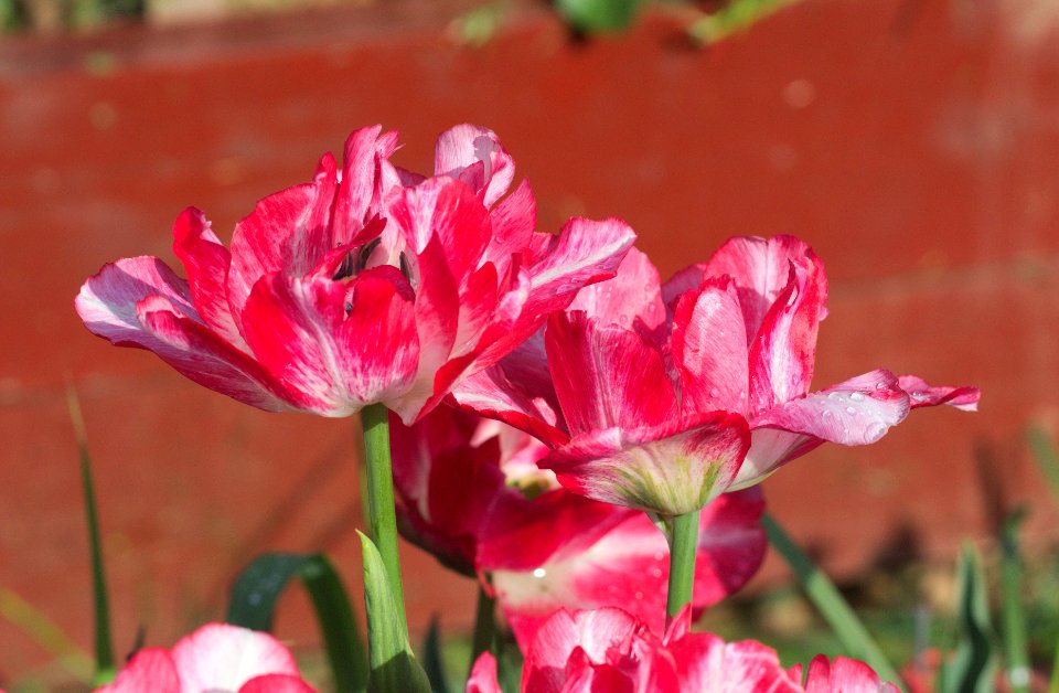 Tulipa 'Cartouche' 2017 08